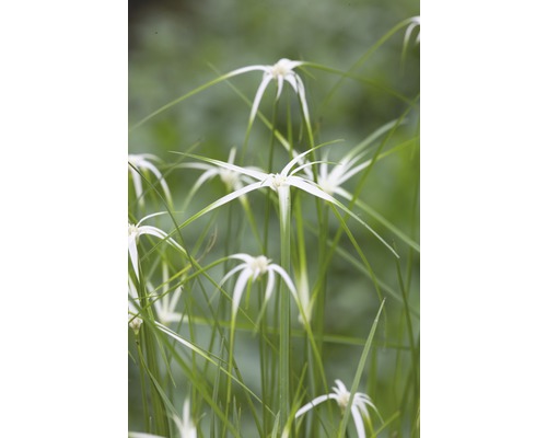Stjärnag FLORASELF Rhynchonosproa colorata 10-30cm Co 3L