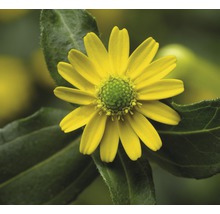 Ringblomma blomma närbild