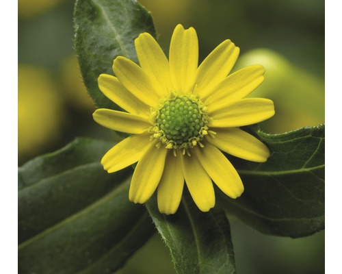 Ringblomma blomma närbild