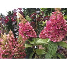 Vipphortensia Hydrangea paniculata Wim's Red 40-50cm Co 7,5L