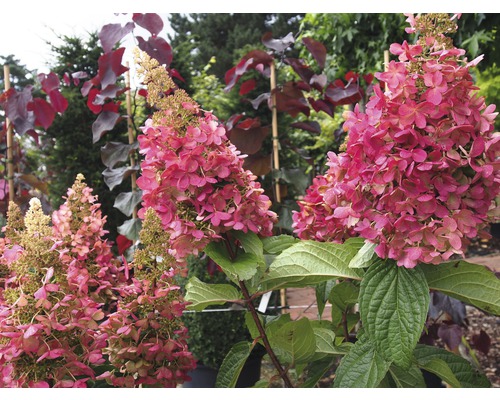 Syrenhortensia med rosa blommor