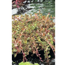 Ludwigia repens i vattnet