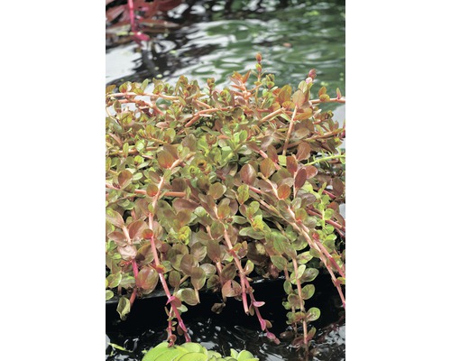 Ludwigia repens i vattnet