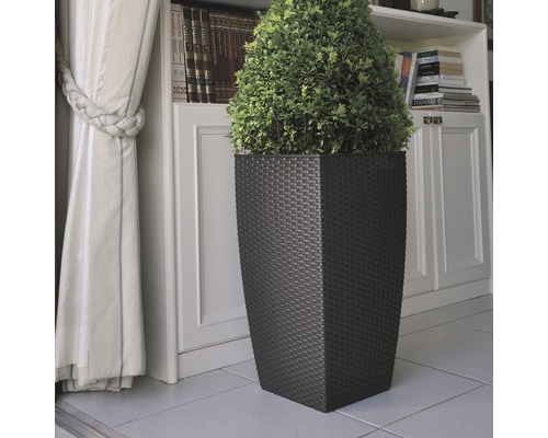 Dekorativ växt i en kruka med rottinglook