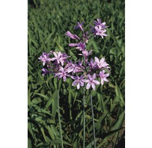 Närbild av en tuberos med lila blommor