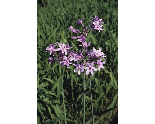 Närbild av en tuberos med lila blommor