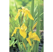 Gul iris med gröna blad