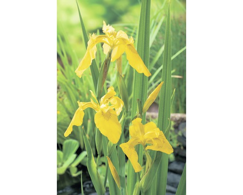Gul iris med gröna blad