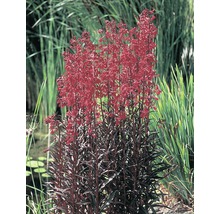 Lobelia med röda blommor i trädgårdsdammen