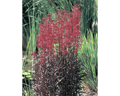 Lobelia med röda blommor i trädgårdsdammen