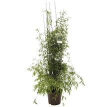 Bambuplanta i kruka