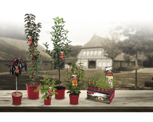 Olika fruktträd och fruktbuskar i krukor på ett bord