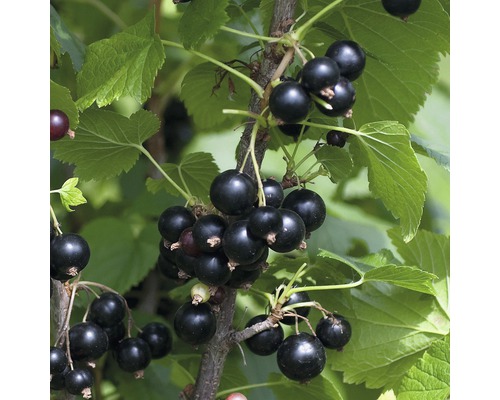 Ekologiska svarta vinbär Hof:Obst Ribes nigrum 'Ben Tirran'® 30-40cm Co 3,4L