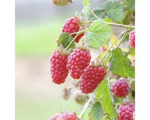 Ekologiska loganbär Hof:Obst Rubus loganobaccus 'Tayberry'® 30-40cm Co 3,4L Hallon på en buske med löv
