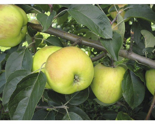 Ekologiskt höstäpple FLORASELF Bio Malus domestica 'Gravensteiner' 120-150cm Co 7,5L