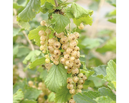 Ekologiska vita vinbär Hof:Obst Ribes rubrum 'Werdavia' 30-40cm Co 3,4L