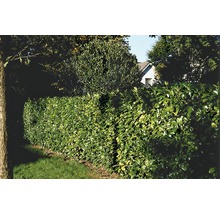 Bilden visar en grön lagerhägg.