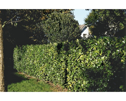 Bilden visar en grön lagerhägg.