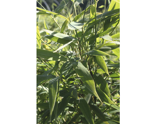 Bambuplant med blad