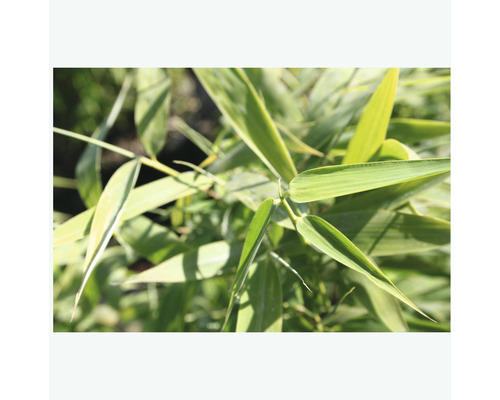 Bambublad i detalj