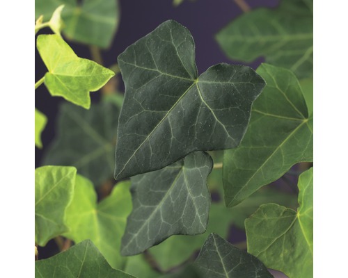 Storbladig murgröna FLORASELF Hedera hibernica 70-90cm krukstorlek Ø16cm 4st Detaljbild av murgrönsblad