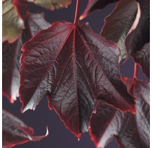Närbild av ett mörkrött blad från en klätterväxt.