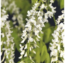 Närbild av blåregn med vita blommor