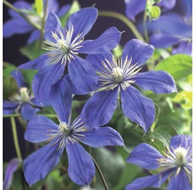 Närbild av blåa klematisblommor