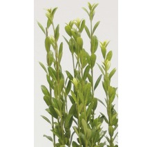 Städsegrön buxbom med blad