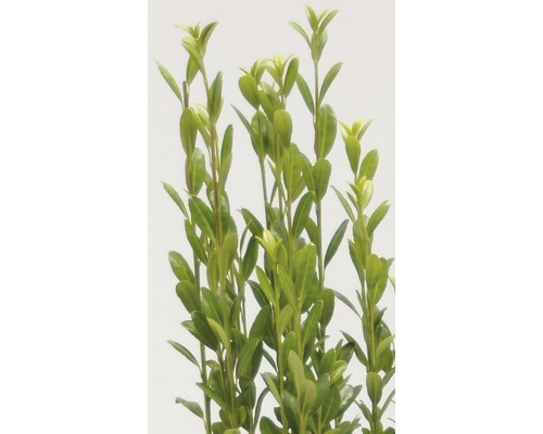 Städsegrön buxbom med blad