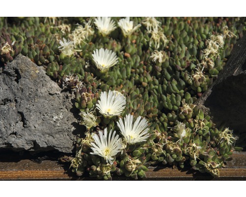 Isört med vita blommor i trädgården