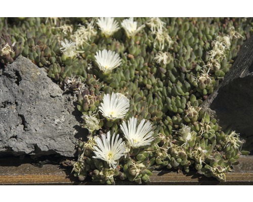 Isört Delos, en suckulent växt med vita blommor