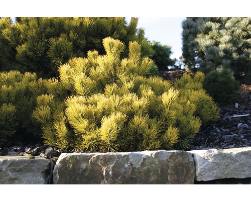 Gul dvärgfura i trädgårdsrabatt