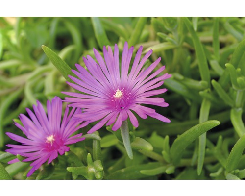 Närbild av middagsblommor med violetta blommor och gröna blad.