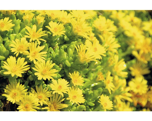 Närbild av en Delosperma nubigenum planta med gula blommor.