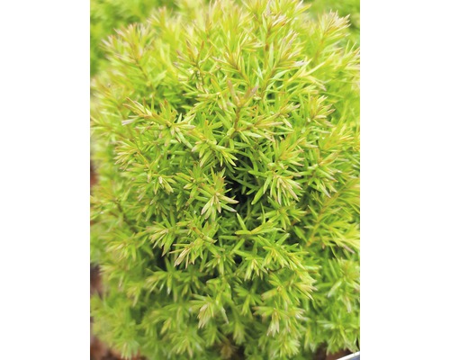 Bilden visar en detaljerad bild av en dvärgypress.