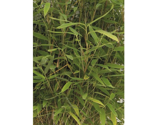 Bambu växt med gröna blad