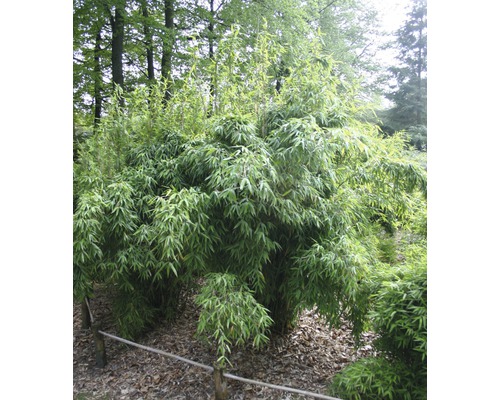 Bambuplantan i trädgården