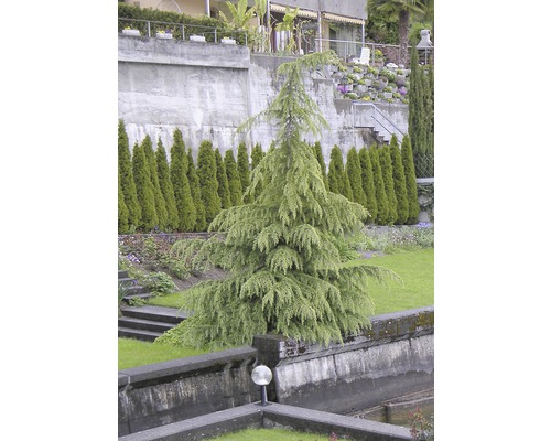 Blå atlascederträd i trädgården