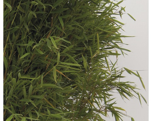 Bambu växt med gröna blad