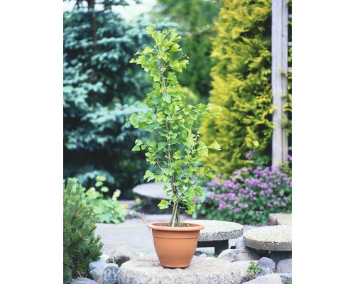 Kinesiskt tempelträd FLORASELF Ginkgo biloba 60-80cm Co 4L