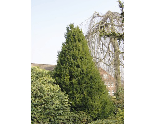 I trädgården står en kolumnformad idegran.