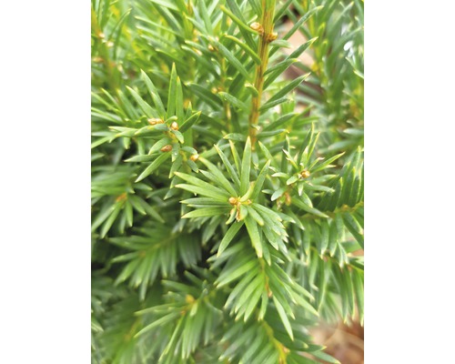 Närbild av en städsegrön idegran med nålar