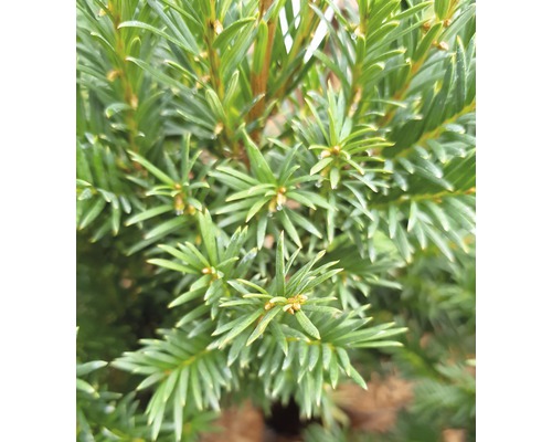 Närbild av ett idegransträd med barr