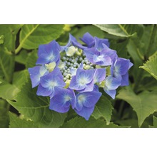 Hortensia blå FLORASELF Hydrangea macrophylla 30-40cm co 5L
