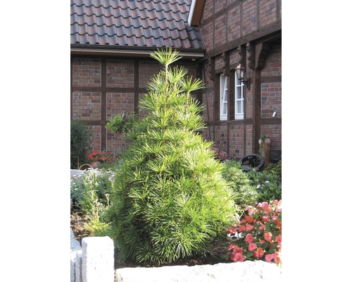 Japansk parasolltall i trädgården framför ett bostadshus