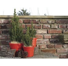 Tre granar i krukor framför en tegelvägg.