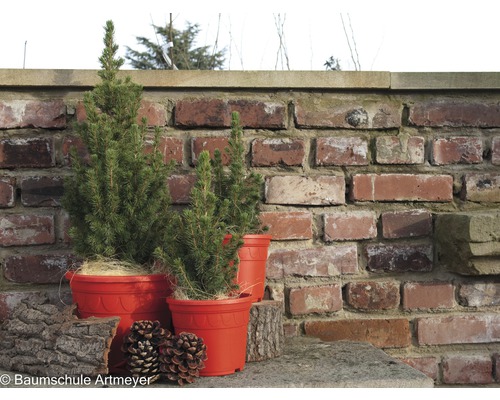 Tre granar i krukor framför en tegelvägg.