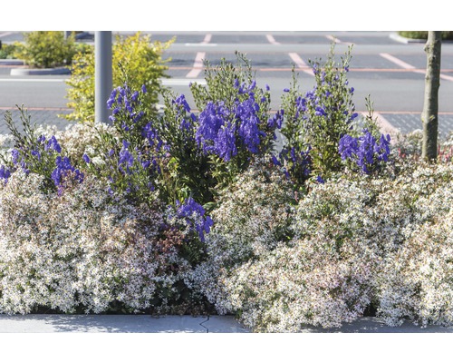 Blomsterrabatt med vita och blå växter