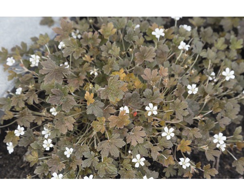 Trädgårdsnäva FLORASELF Geranium sessiliflorum Sanne 5-20cm co 0,5L